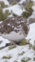 常念岳のチビ雷鳥3