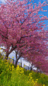 桜並木と菜の花
