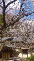 新宿御苑 茶室と梅の花