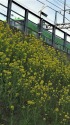 菜の花とラッピング電車