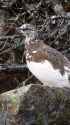 常念岳の雄雷鳥2