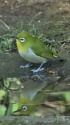 メジロの映り込み