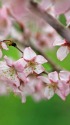 サクランボの花