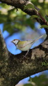 白いシジュウカラ239