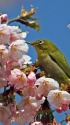 アタミハヤザキ(桜)