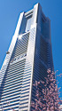 ランドマークタワーと河津桜