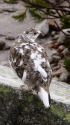 常念岳のチビ雷鳥5
