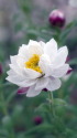 花かんざし