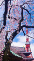 しだれ桜と東京タワー