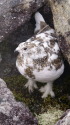 常念岳のチビ雷鳥6 常念岳のチビ雷鳥6