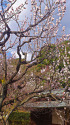  茶室と梅の花