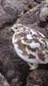 常念岳のチビ雷鳥7