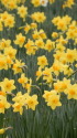 水仙咲き乱れる日比谷公園