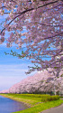 水辺の桜並木