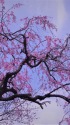枝垂れ桜