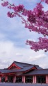 陽光桜と身代わり不動尊