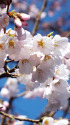 淡墨桜の開花