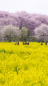 桜と菜の花が彩る春