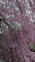 神田川の枝垂れ桜