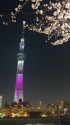 スカイツリーと桜