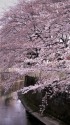 神田川の染井吉野