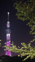 スカイツリーと桜