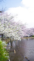 不忍池の桜並木