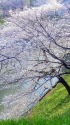 牛ヶ淵の桜