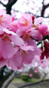 五分咲きの雅桜