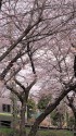 京王電車と桜並木