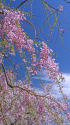 散歩道の花 1803-28-1