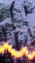 上野公園夜桜