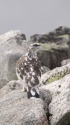 前常念岳の雄雷鳥