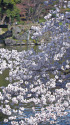 水辺の桜