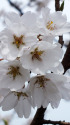 満開の淡墨桜