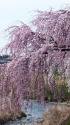 満開の枝垂れ桜
