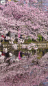 桜映す不忍池