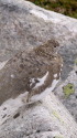 前常念岳の雌雷鳥3