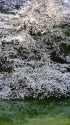 千鳥ヶ淵の桜