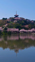 春の横浜 三渓園