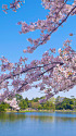 三渓園の桜