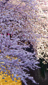 目黒川の桜