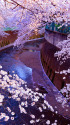 石神井川の桜～2018～2