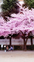 桜咲く公園で・1