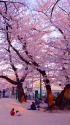 桜咲く公園で・2