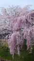 満開の枝垂れ桜