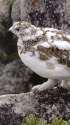 常念岳のチビ雷鳥達11