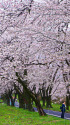 赤木南面千本桜