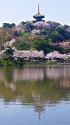 桜が彩る春の三渓園