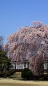 学校の桜